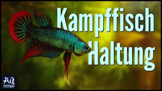 Kampffisch Haltung & Pflege im Aquarium | AquaOwner