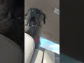 Dog sings Biscuits! sooooo funny BrownieDog