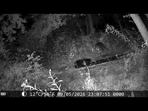 Raccoons enyoying the apples