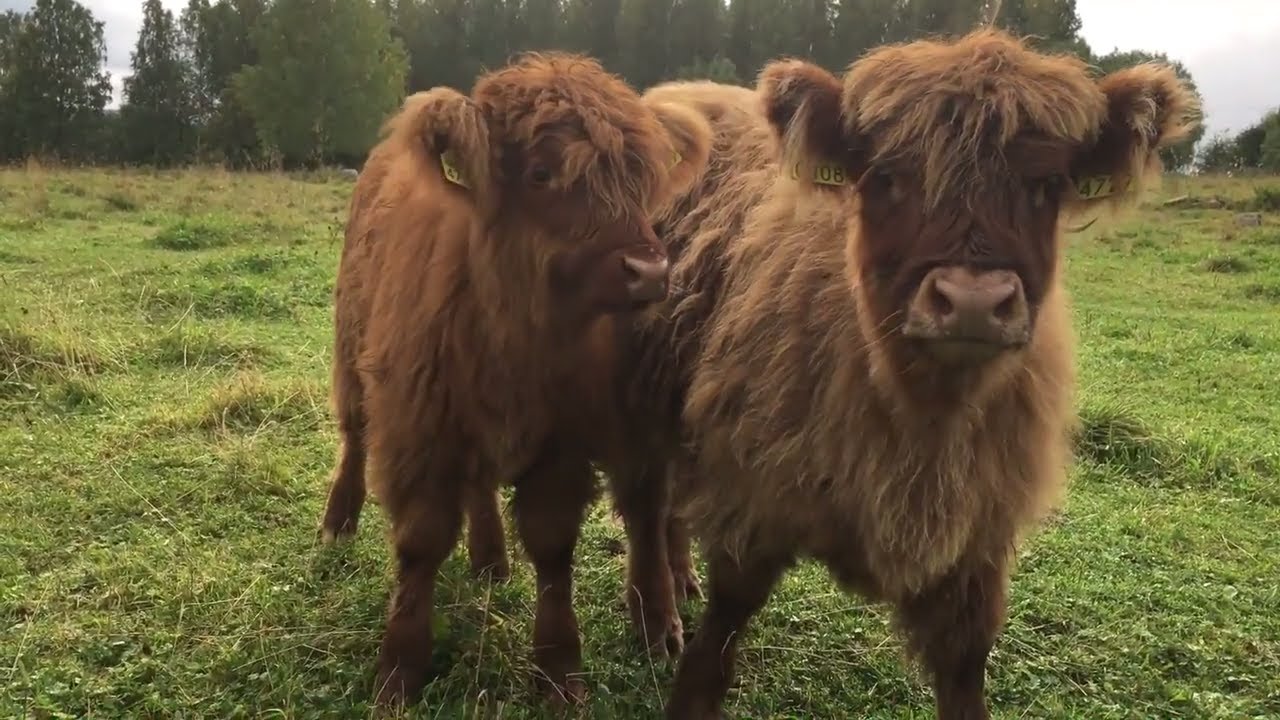 Cows Mooing