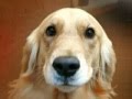 Secrets to Dog Training Review Secrets to Dog Training Review