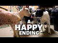 7 DAYS OF LAMBING: DAY FIVE (4TH Cut Hay, A Couple Sad Losses, BUT ONE BIG WIN!) Vlog 351