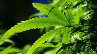 U.S. Cannabis Industry Is in Transition, Aurora CEO Says