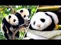 Baby Pandas 🐼 So Fluffy and Cute! Baby Pandas Being funny and Silly! 🐼