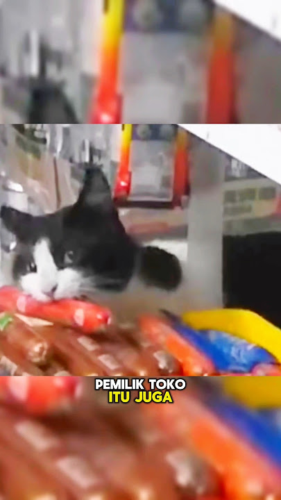 Kucing Jalanan Mencuri Sosis di Toko🐱