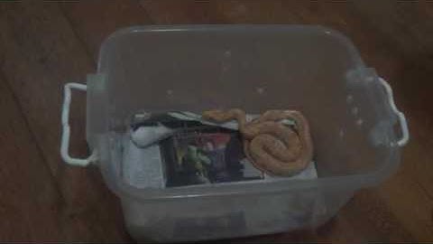 1month Albino Burmese Python