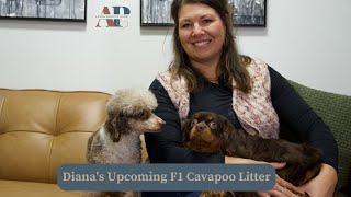 Diana's Upcoming F1 Cavapoo Litter by Adora Perfect Pups 257 views 3 months ago 6 minutes, 27 seconds