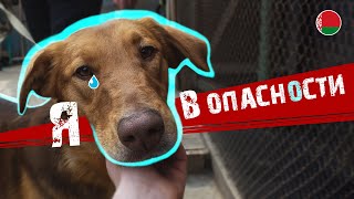 Бездомные собаки в беде / Помогаем не ПРИЮТУ ГДЕ 50 СОБАК / Добрые дела (Беларусь)