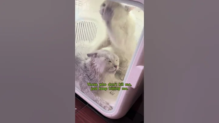 Video 10699441: funnycats funnycatvideos cutecat cat, cat cutecat funny, kitten