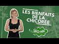 Sant  dcouvrez les bienfaits surprenants de la chicore 