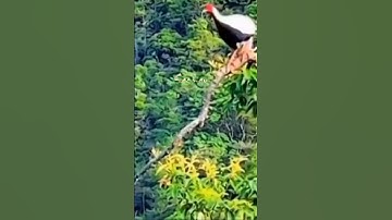 Gà lôi trắng - Vẻ đẹp thuần khiết giữa núi rừng hoang sơ#Shorts