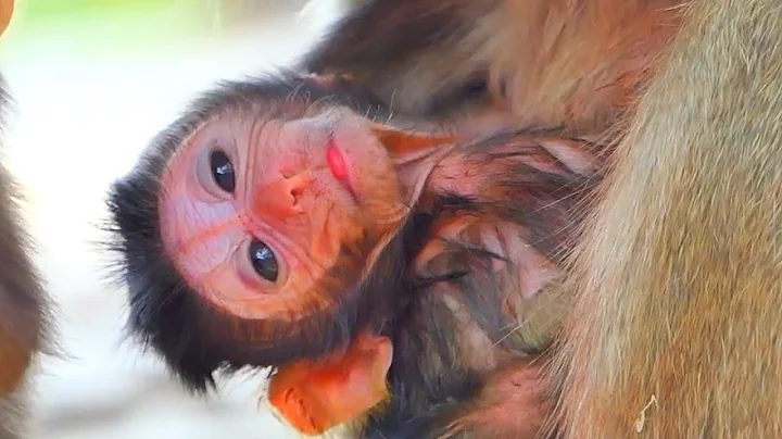 Newborn baby monkey hugs mommy tights and carefully