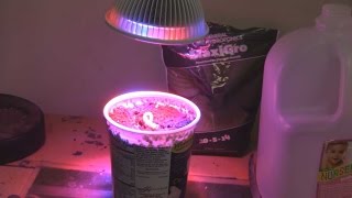 Can This 12watt LED Grow Light Actually Grow A Plant? I was curious if a low wattage LED grow light could grow a plant. I gave it a 10 day test and here are my results. Prouct Link: http://