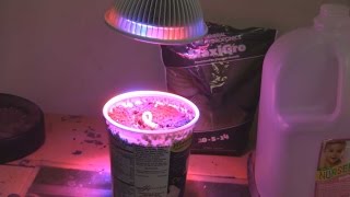 I was curious if a low wattage LED grow light could grow a plant. I gave it a 10 day test and here are my results. Prouct Link: http://