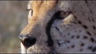 The Cheetah - Part Three