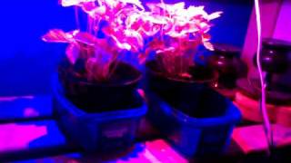 Homemade LED growlight