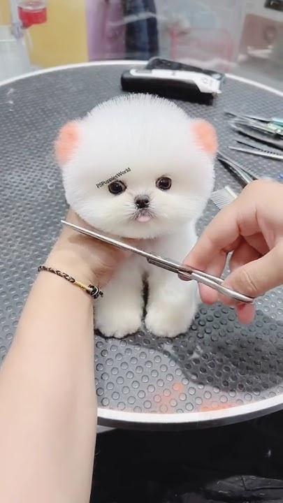Fluffy Teacup Puppies in India | Pomeranian dog | Pocket dog | Toypom # ...