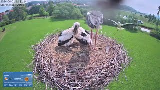 2024 06 01 Storchennest Alfeld, ein Platz in der Sonne zum Mittagessen, zur Zeit etwas selten