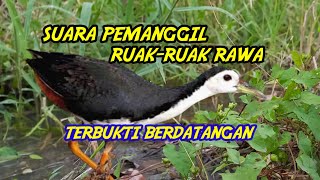 Mendekat & Merapat!! SOUND PIKAT PEMANGGIL RUAK-RUAK RAWA - Update