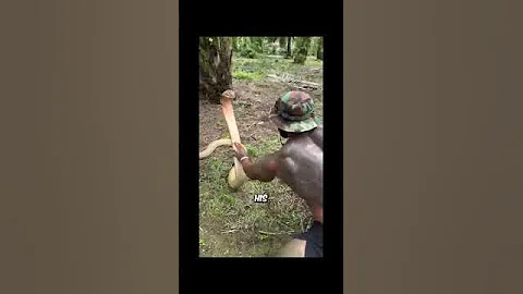 A Moment of Trust: Raising a Wild King Cobra with One Hand