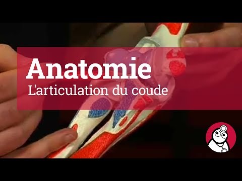 Vidéo: Anatomie, Diagramme Et Fonction Des Os Du Coude - Cartes Corporelles