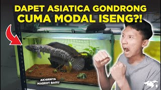 JACKPOT! FINALLY GOT A CHANNA ASIATICA 'GONDRONG' (LONG-FINNED) PROSPECT, STILL LITTLE, WONDER WH...