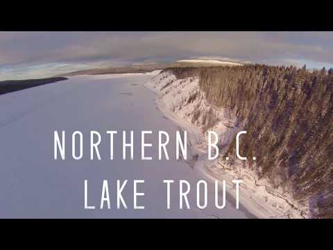 northern-b-c-lake-trout