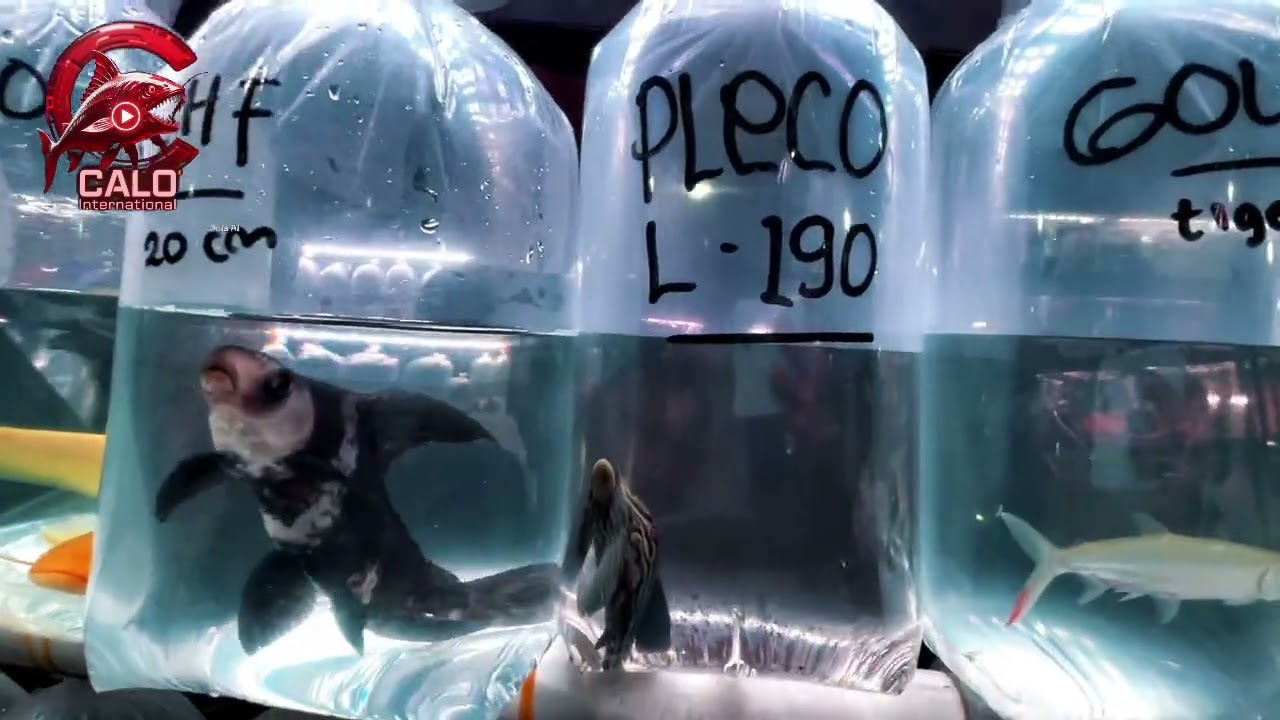 beragam ikan hias ada di pasar jatinegara 