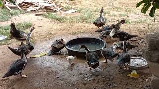 Muscovy ducks mating and bathing