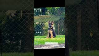 Filhote De Pastor Alemão. Ivy Von Haus Zurück