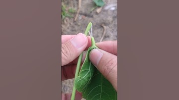 Trò chơi tuổi thơ 279: bong bóng bòn lai #duduky #shortvideo #shorts #trochoi #8x9x #toys