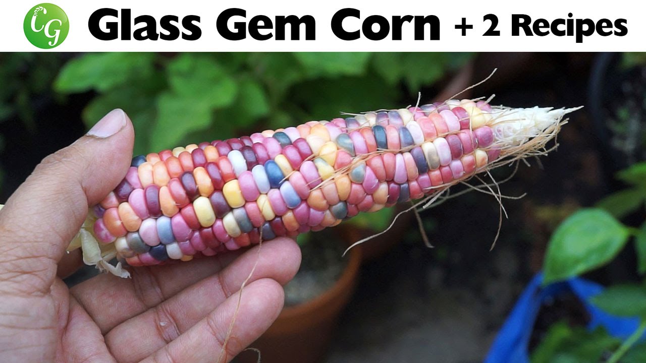 How to Plant Rainbow Corn in Your Garden