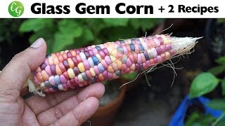 Growing Glass Gem Corn - Beautiful & Delicious + 2 EZ Corn Recipes