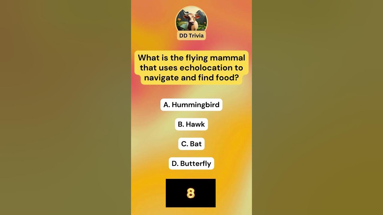 What is the flying mammal that uses echolocation to navigate and find