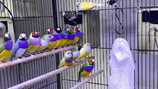 Weekly updates of my Lady Gouldian Finch Colony, November 14, 2022