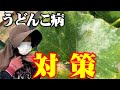 【使うのは石灰だけ!】かぼちゃにうどんこ病がきたのでやっつけます。