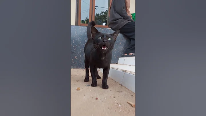 Watch the video about #cat #kitten #cute #animallife #animals #funny #funnycats #viralvideo #shorts #foryou #fyp #cutecat