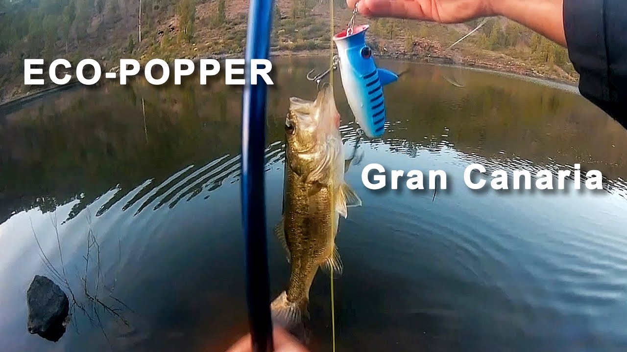 Eco Popper Review Bass Fishing Gran Canaria 