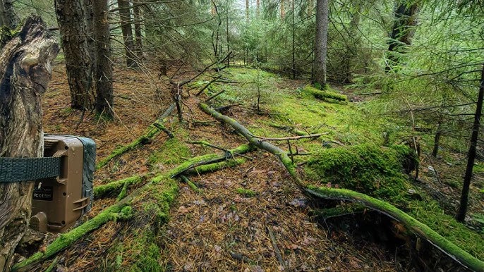 Trans opa-singil akasi onlayn porno hukmronlik qiladi