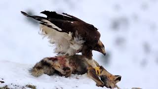 Águilas reales en condiciones invernales