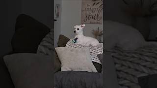 Funny dog moments🐩 #adogslife Mommy What😂She loves her pacifier