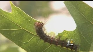 Gypsy Moth Caterpillars Invade Cape Cod