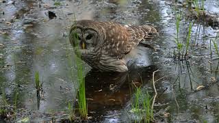 Barred Owls taking a bath