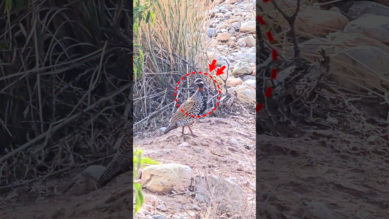 Most beautiful Black partridge of the jungle in open area