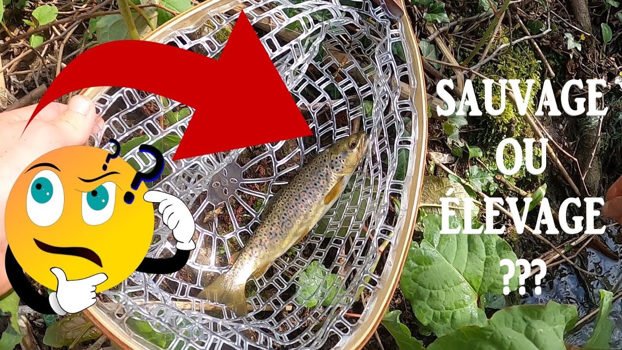 Comment reconnaitre une truite de lâcher - YouTube