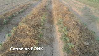 Cotton on PQNK  2024 crop