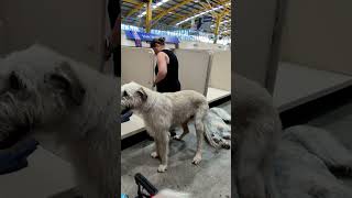 Sydney Royal Easter Show Dog Pavilion Irish Wolfhound