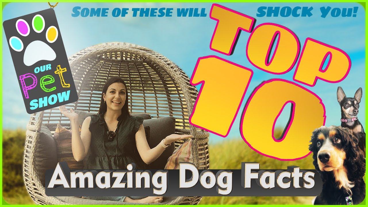 awesome-dog-facts-youtube