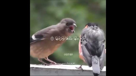 سورة النازعات القارئ اسلام صبحي
