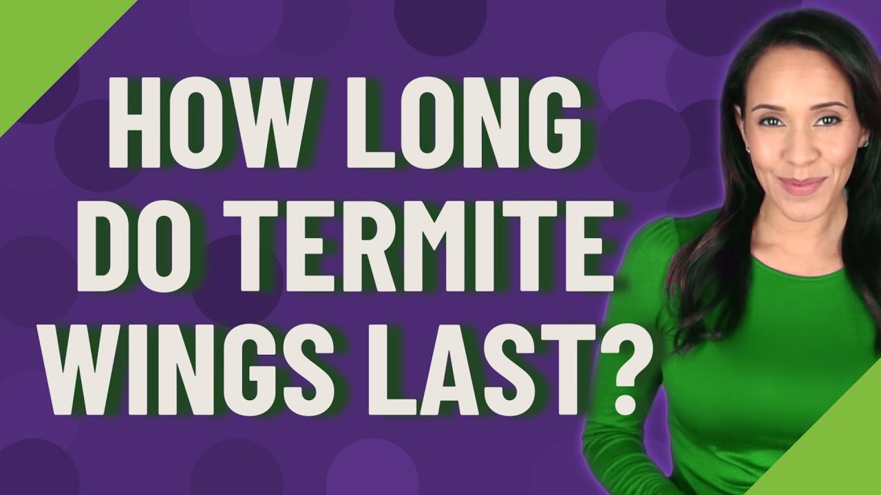 How long do termite wings last?